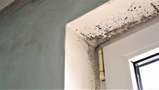 Best Black Mold Removal  in Winter Garden, FL