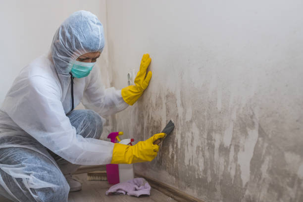 Best Mold Odor Removal Services  in Winter Garden, FL