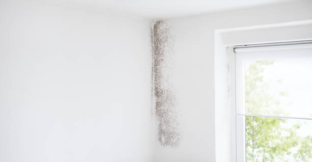 Professional Mold Removal in Winter Garden, FL