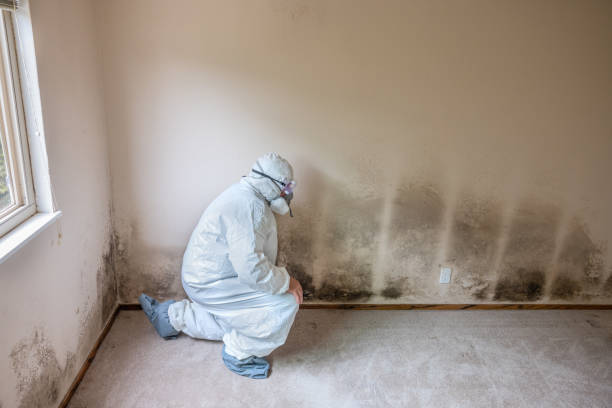 Best Attic Mold Removal  in Winter Garden, FL